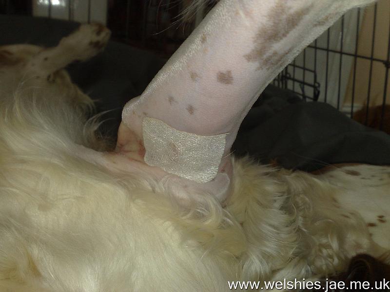 2009-09-24 12.jpg - This is the only plaster I had after the op